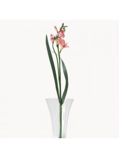 Sunbury Pink Freesia